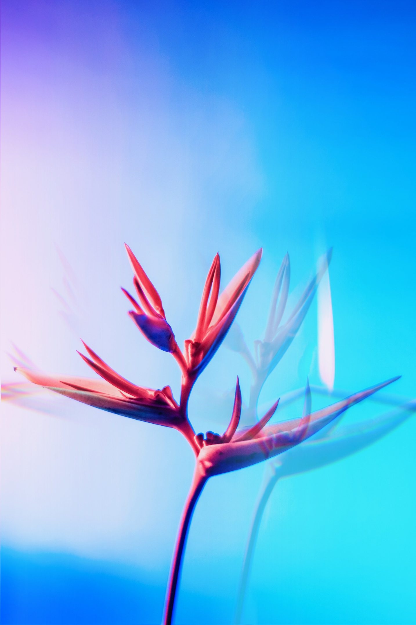 Bird of paradise flower
